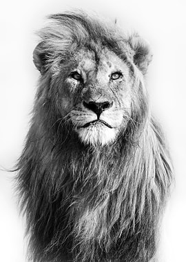 wild Lion face poster