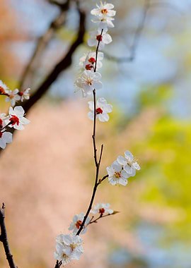 Fine Japanese Apricot