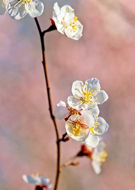 Japanese Apricot In Bloom
