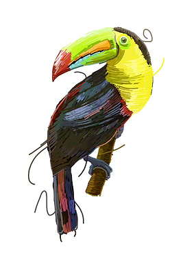 toucan