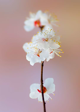 Pleasing Japanese Apricot