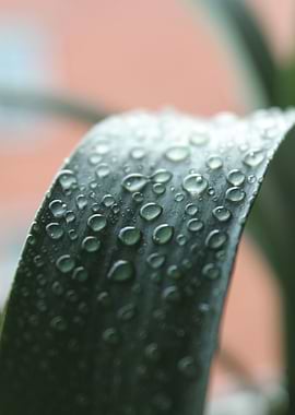 A Rhythmical Rain Drop