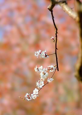 Superb Japanese Apricot