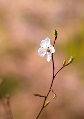 Gorgeous Japanese Apricot