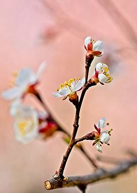 Dazzling Japanese Apricot
