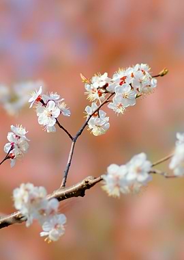 Sublime Japanese Apricot