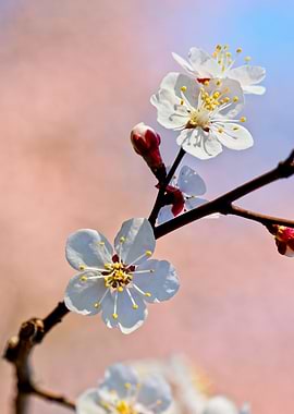 Japanese Apricot In Spring