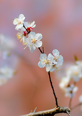 Angelic Japanese Apricot