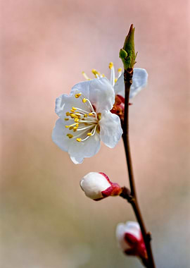 Blooming Japanese Apricot