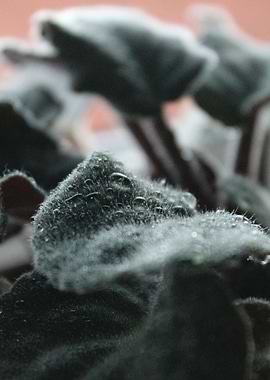 A Soft And Pure Rain Drop