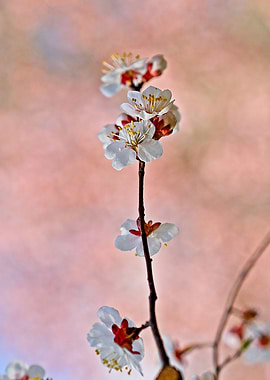 Alluring Japanese Apricot