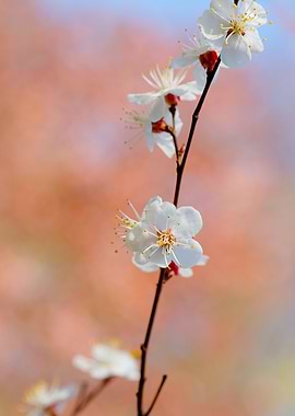 Graceful Japanese Apricot