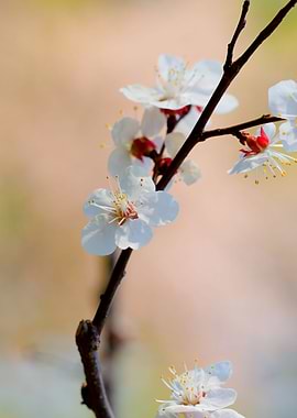 Cool Japanese Apricot