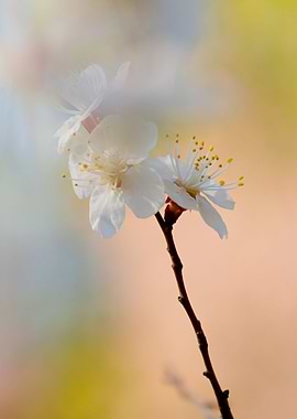 Awesome Japanese Apricot