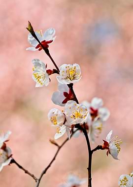 Appealing Japanese Apricot