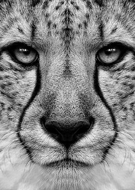 leopard cheetah face