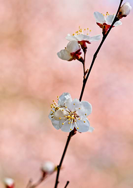 Cute Japanese Apricot