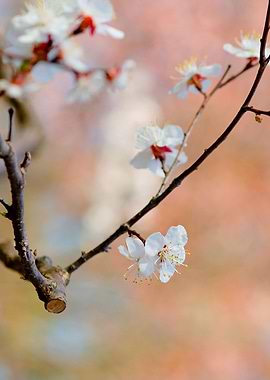 Lovely Japanese Apricot