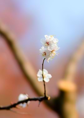 Classy Japanese Apricot