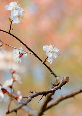 Marvelous Japanese Apricot