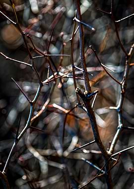 Thorns In Autumn