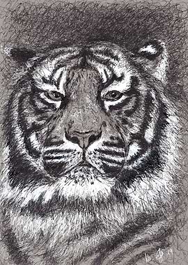 Tiger in scribble art