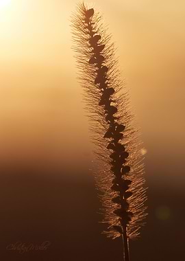 Gras on sunset closeup