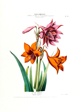 Le Lys Caraibe Botanical