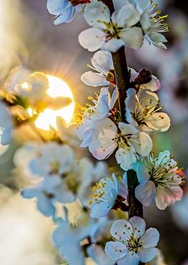 Apricot Flowers At Sunset