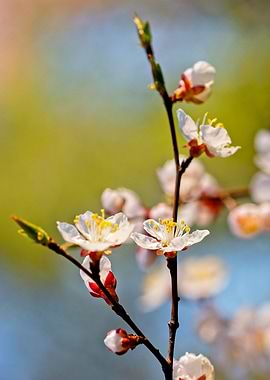 Beautiful Apricot Flowers