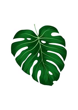 Monstera Deliciosa Leaf