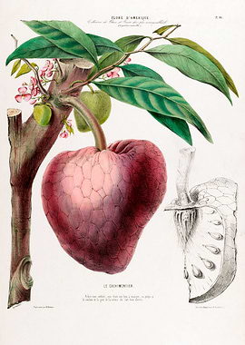 Le Cachimentier Botanical