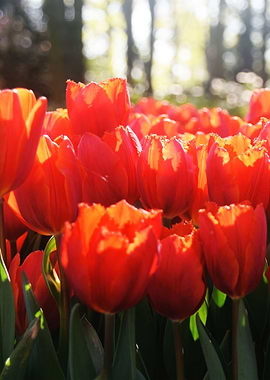 Tulips field 8