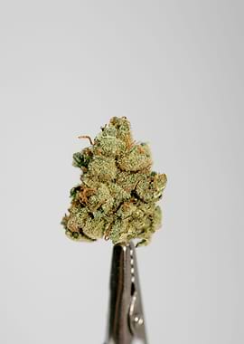 Super lemon haze skunk