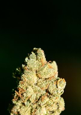 Lemon haze super skunk top