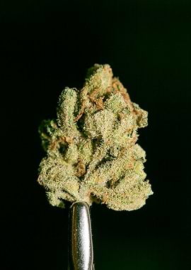 Lemon haze super skunk top