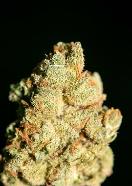 Lemon haze super skunk top