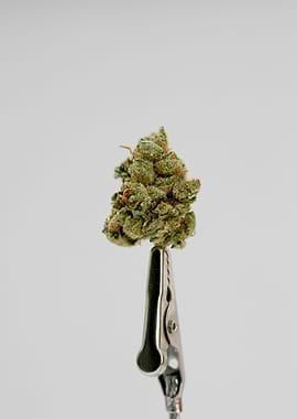 Super lemon haze skunk