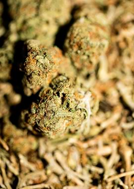 Lemon haze super skunk top