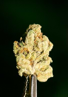 Lemon haze super skunk top