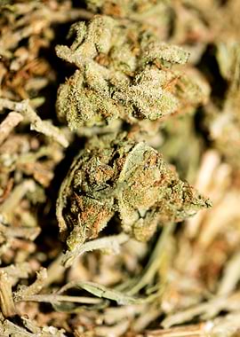 Lemon haze super skunk top