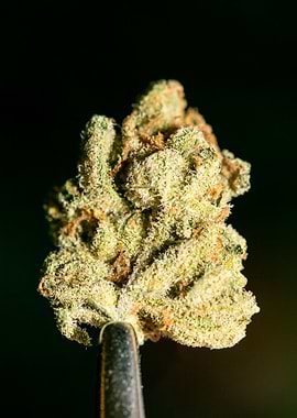 Lemon haze super skunk top