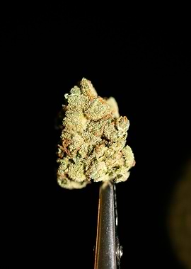 Lemon haze super skunk top