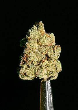 Lemon haze super skunk top