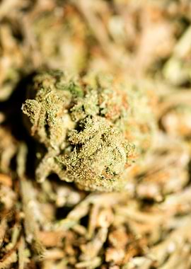 Lemon haze super skunk top