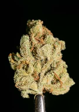 Lemon haze super skunk top