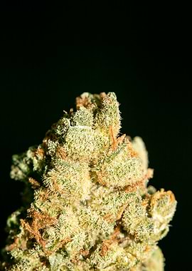 Lemon haze super skunk top