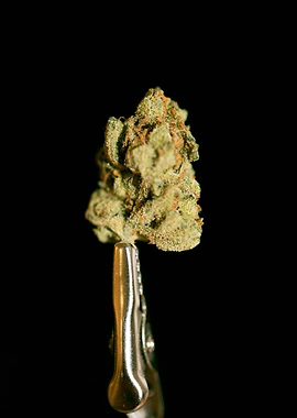 Lemon haze super skunk top