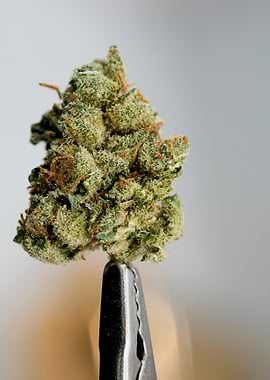 Super lemon haze skunk