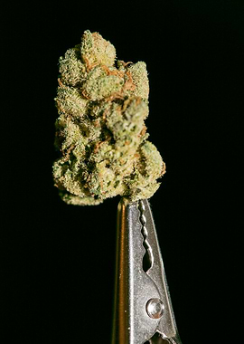 Lemon haze super skunk top